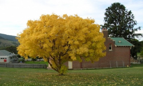 Zdjęcie AUSTRALIA / Victoria / Omeo / Jesien w Victorii