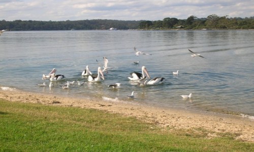 Zdjęcie AUSTRALIA / Victoria / Metung / Pelikany na Lake King