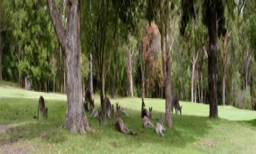 Zdjcie AUSTRALIA / new castle / new castle / kango