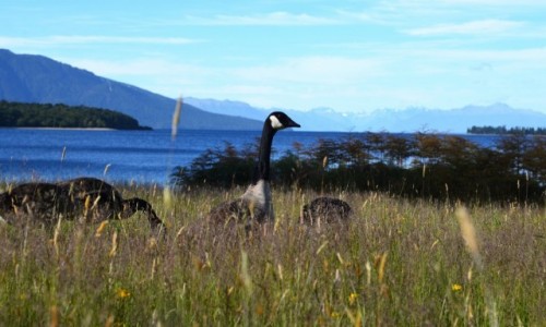 Zdjcie NOWA ZELANDIA / wanaka / wanaka / g