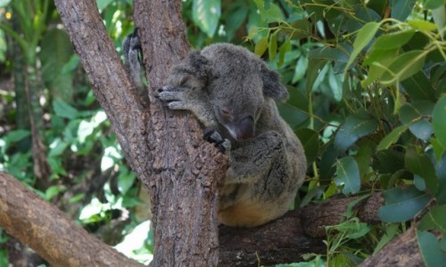 Zdjecie AUSTRALIA / Queensland / Queensland / Drzemka