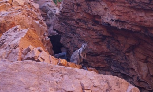 Zdjcie AUSTRALIA / Centralna Australia / Uluru / Walabi