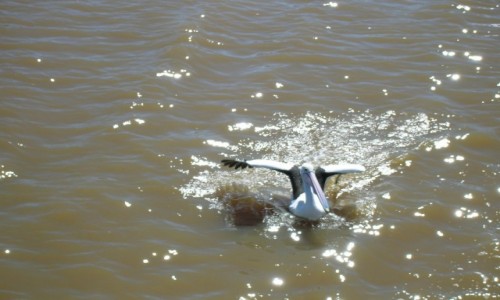 Zdjęcie AUSTRALIA / Wsch Australia / Tweed River / Pelikan