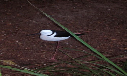 Zdjęcie AUSTRALIA / Qld / Currumbin / Dluga noga
