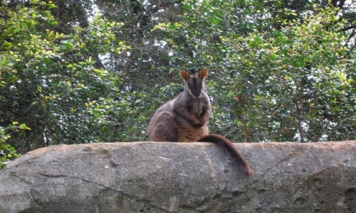 Zdjcie AUSTRALIA / Qld / Qld / Wallaby na skale