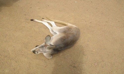 Zdjęcie AUSTRALIA / Qld / Qld / Red kangaroo