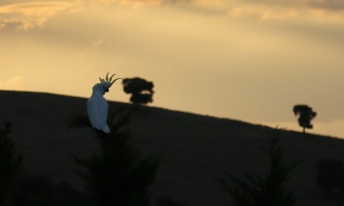 Zdjęcie AUSTRALIA / - / Australia, NSW / Cockatoo