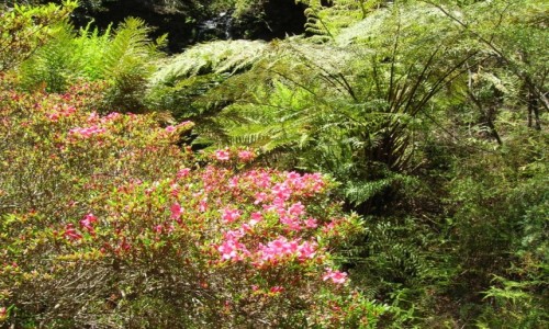 Zdjecie AUSTRALIA / NSW / Katoomba / Wiosna w gorach