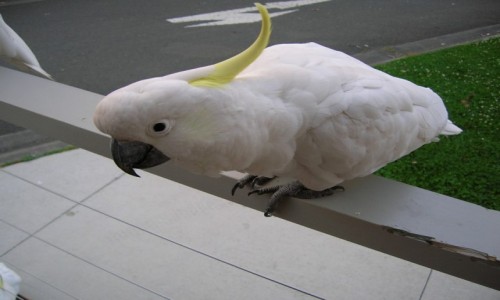 Zdjecie AUSTRALIA / NSW / Katoomba / Cockatoo