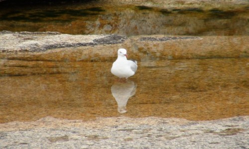 Zdjęcie AUSTRALIA / Tasmania  / Bicheno  / mira