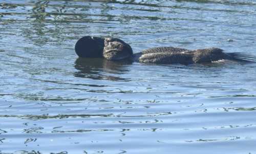 Zdjecie AUSTRALIA / Wiktoria / Rezerwat Lake Purrumbete / Bisiorka (Biziura lobata) Musk Duck