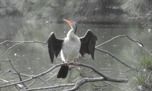 Zdjecie AUSTRALIA / Nowa Poudniowa Walia / Sydney / Wwka indyjska (Anhinga melanogaster) Australian Darter