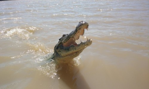Zdjęcie AUSTRALIA / NT / Darwin / Glodny krokodyl