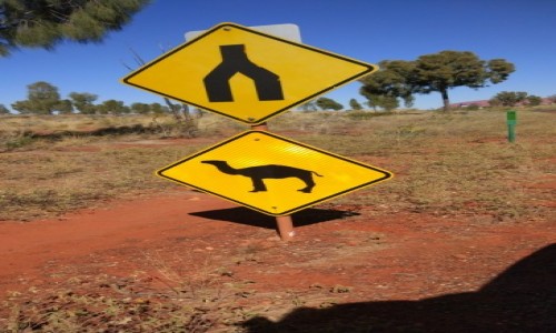 Zdjecie AUSTRALIA / NT / Outback / uwaga wielblady