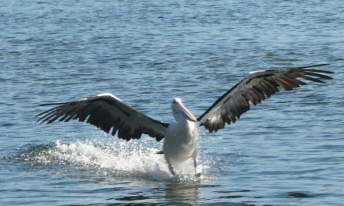 Zdjecie AUSTRALIA / Wiktoria / Mallacoota / Wodowanie