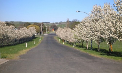 Zdjęcie AUSTRALIA / Blayney / okolice / Bialo