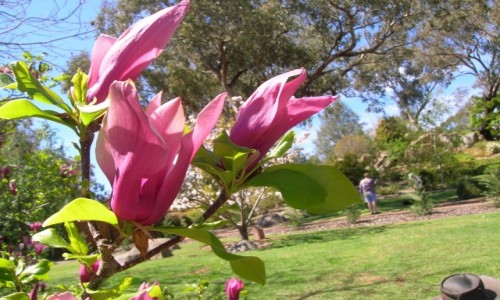Zdjcie AUSTRALIA / NSW / Cowra / Wiosna i magnolia