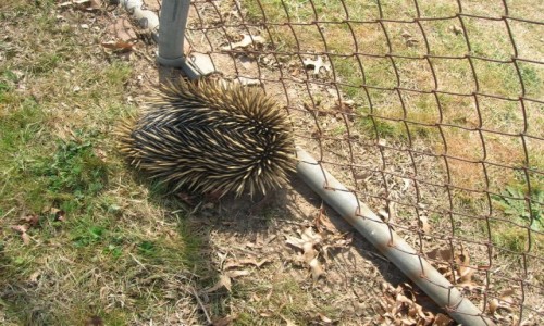 Zdjęcie AUSTRALIA / NSW / wsrod domow / Zablakana kolczatka