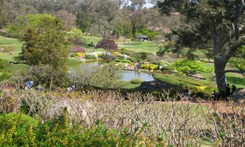 Zdjcie AUSTRALIA / NSW / Cowra / Japonski ogrod botaniczny