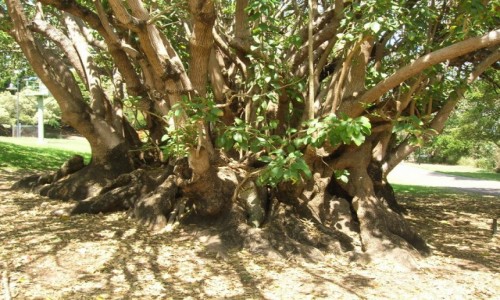 Zdjęcie AUSTRALIA / Queensland / Kangooroo peninsula / Szerokie drzewo Kauri