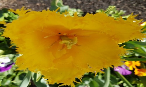 Zdjęcie AUSTRALIA / Canberra / Floriada / Tulipany-wiosna