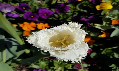 Zdjęcie AUSTRALIA / Canberra / Floriada / Bialy tulipan..
