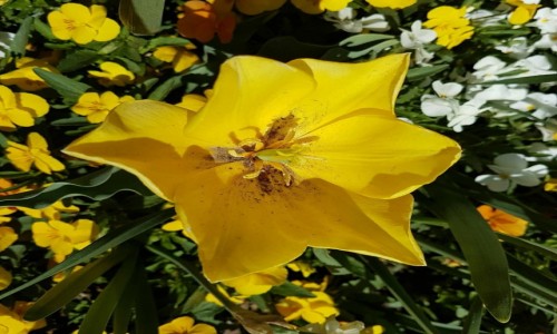 Zdjęcie AUSTRALIA / Canberra / Floriada / Tulipan wiosennie.