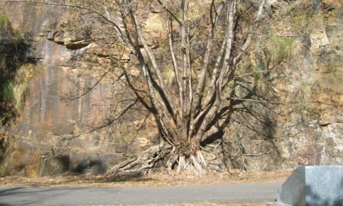 Zdj�cie AUSTRALIA / Brisbane  / Kangooroo peninsula. / Drzewa na klifach