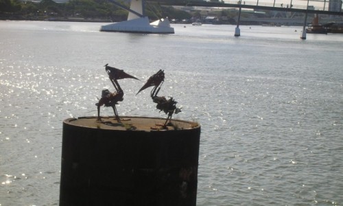 Zdjcie AUSTRALIA / Qld / Brisbane / Brisbane River i pelikany