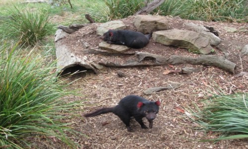 Zdjecie AUSTRALIA / Hobart / Bonorong Wildlife Sanctuary / Diabel Tasmanski