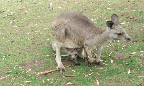 Zdjecie AUSTRALIA / Tasmania / Bonorong Wildlife Sanctuary / Tasmanskie kangury
