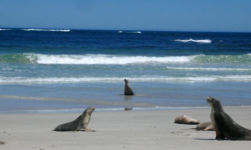 Zdjęcie AUSTRALIA / brak / KANGAROO ISLAND / Zatoka Lwow Morskich