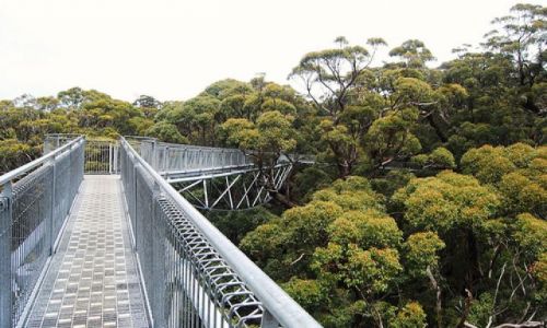 Zdjcie AUSTRALIA / Zachodnia Australia / Denmark / giants tree top walk (walpole-nornalup national park)