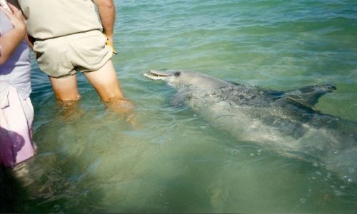 Zdjęcie AUSTRALIA / Australia Zachodnia / Monkey Mia / spotkane z delfinami w zatoce Shark Bay