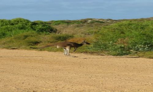 Zdjcie AUSTRALIA / WA / Pinacle desert / Kangur 2