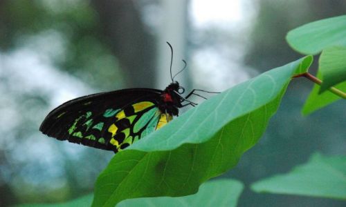 Zdjecie AUSTRALIA / brak / Melbourne ZOO / Motyl