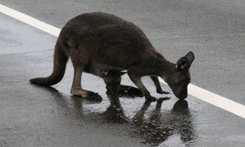 Zdjęcie AUSTRALIA / Kangaroo Island / Kangaroo Island / Maleństwo