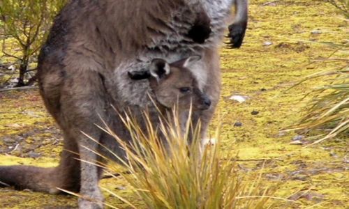 Zdjecie AUSTRALIA / Kangaroo Island / Kangaroo Island / Maleństwo-2