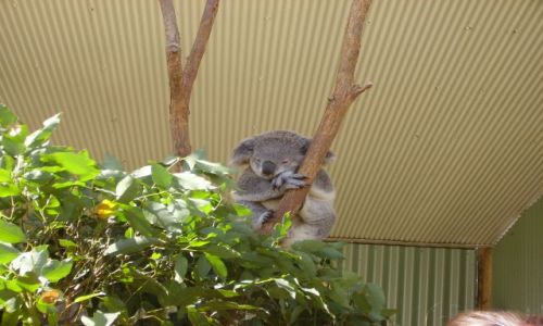 Zdjecie AUSTRALIA / połud.-wsch.Australia / Sydney / chyba pódę znowu spać!