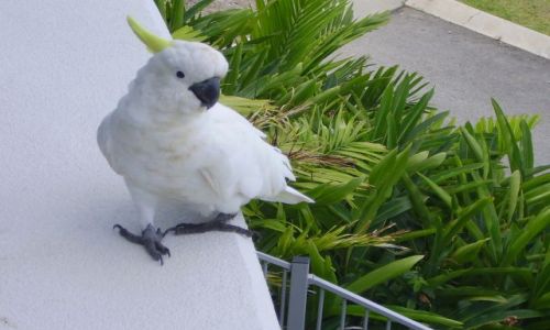 Zdjecie AUSTRALIA / Quensland / Airlie Beach / zaprzyjażniona papuga