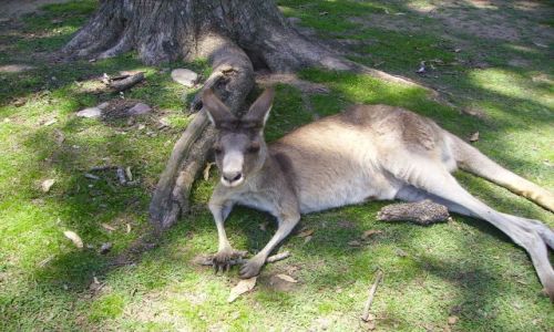 Zdjęcie AUSTRALIA / okolice Brisbane / Lone Pine Koala Sanctuary / w cieniu mi najlepiej!