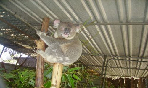 Zdjecie AUSTRALIA / okolice Brisbane / Lone Pine Koala Sanctuary / nabity na pal?? a może tak lubi???