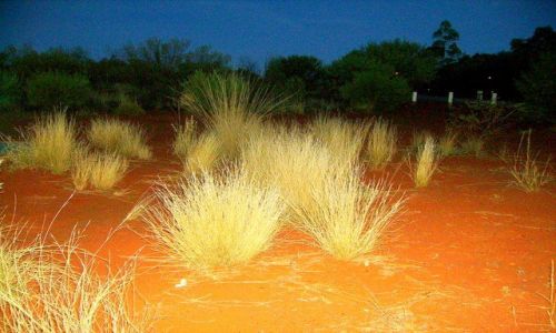 Zdjecie AUSTRALIA / środkowa Australia / pustynia przy Ayers Rock / złote trawy na pustyni o zmroku