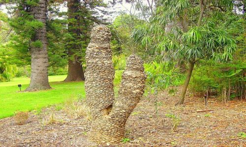 Zdjecie AUSTRALIA / południowa Australia / Melbourne ogród botaniczny / dziwne formacje roślinne