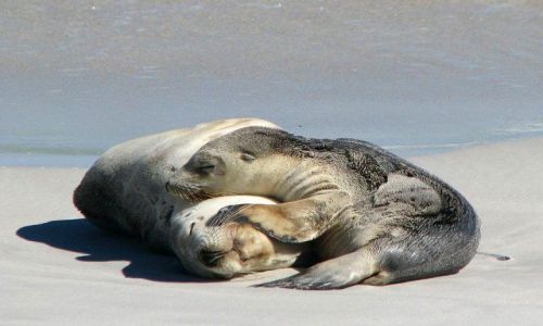 Zdjecie AUSTRALIA / South Australia / Kangaroo Island / Uchatki australijskie na Seal Bay