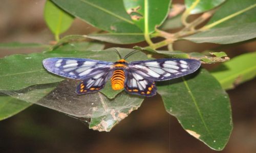 Zdjecie AUSTRALIA / Park Kakadu / Okolice Darwin / motyl