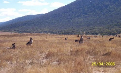 Zdjęcie AUSTRALIA / -Canberra / canberra / krajobraz