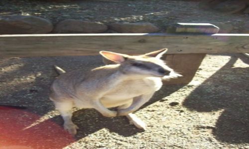 Zdjęcie AUSTRALIA / NSW / Blacktown / ZOO Featherdale