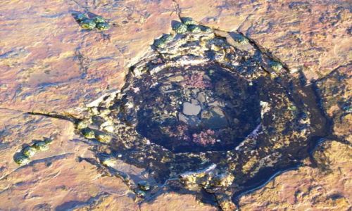 Zdjęcie AUSTRALIA / NSW / Coogee / Oczka wodne w skałach