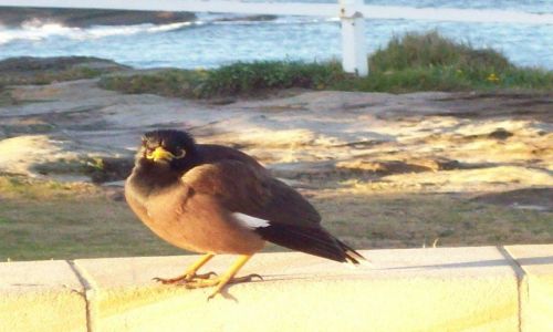 Zdjęcie AUSTRALIA / NSW / Coogee / Żółtoziobek